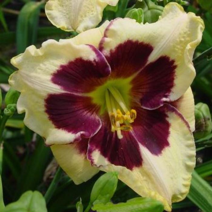 Hemerocallis 'Celebration of Angels' plant