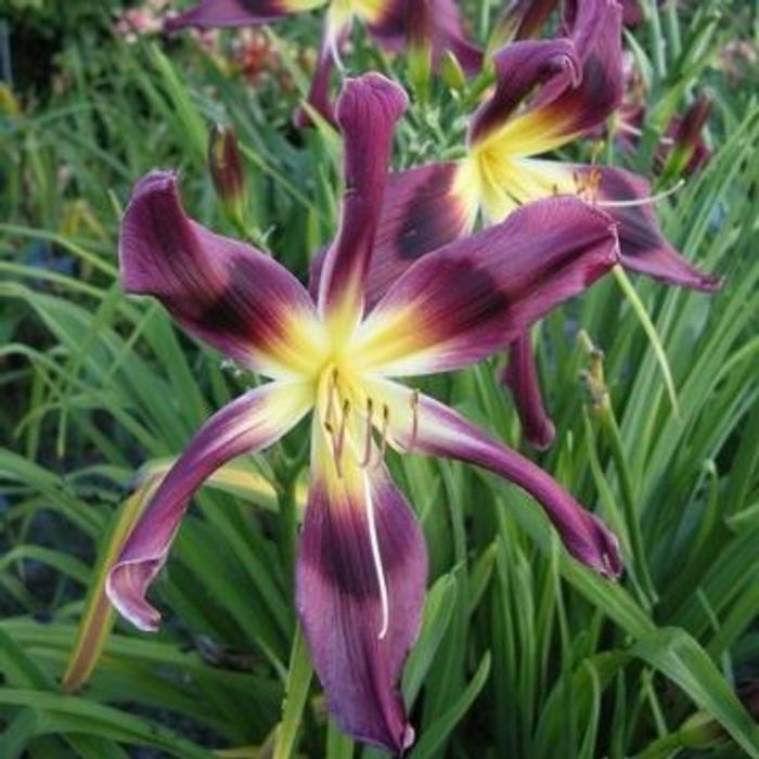 Hemerocallis 'Chokecherry Mountain' plant