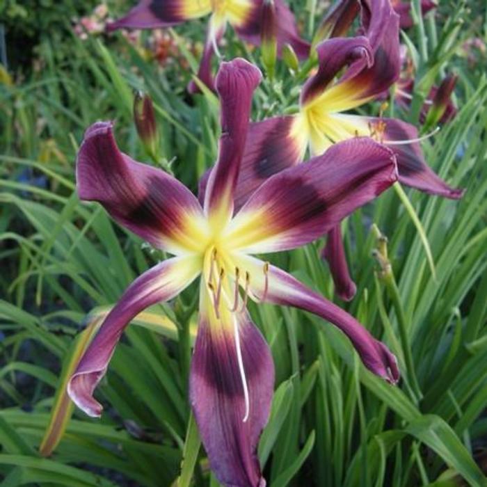 Hemerocallis 'Chokecherry Mountain' plant