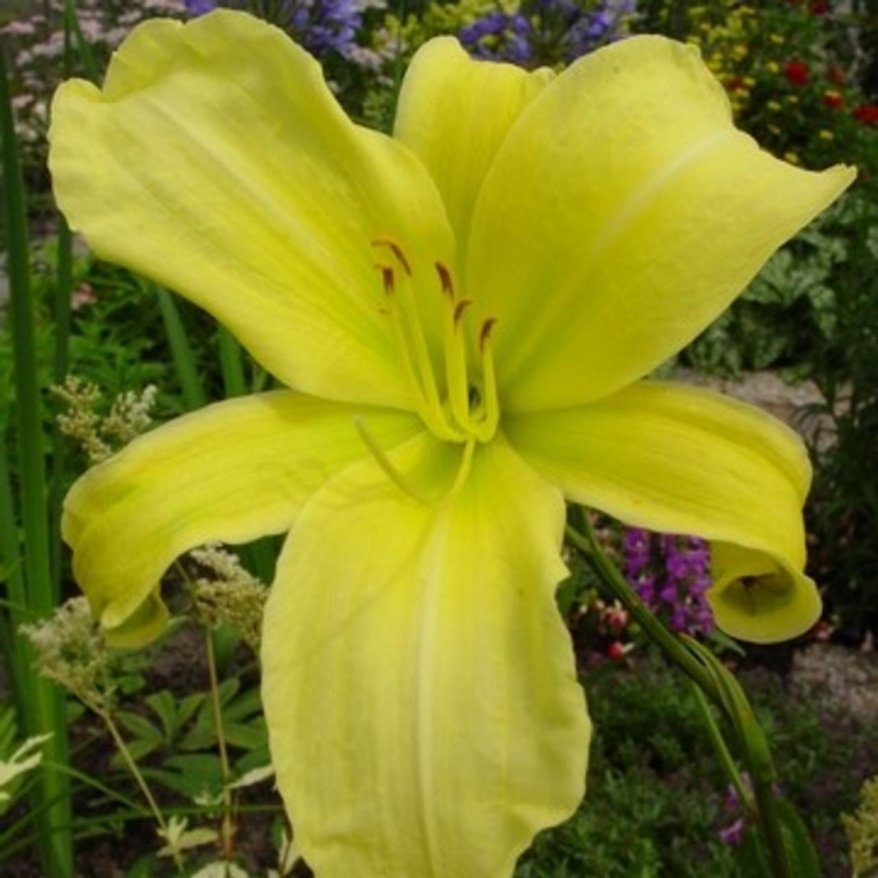 Hemerocallis 'Citrina' plant