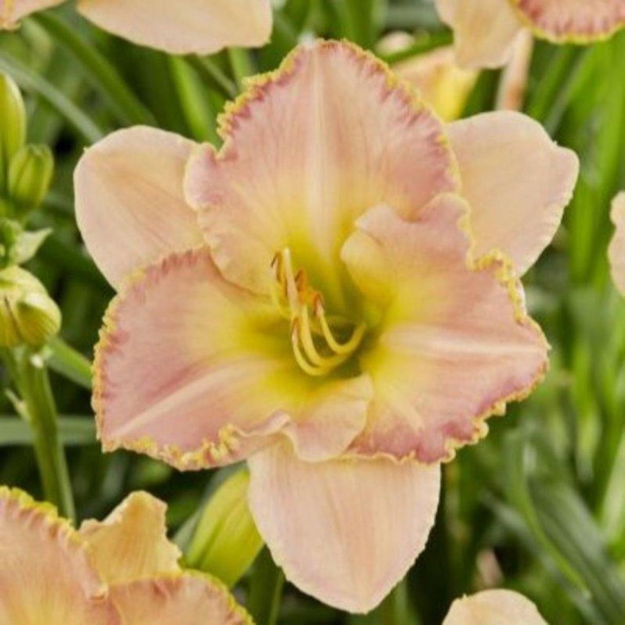 Hemerocallis 'Cumberland Island' plant