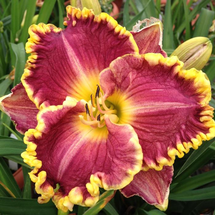 Hemerocallis 'Daria' plant