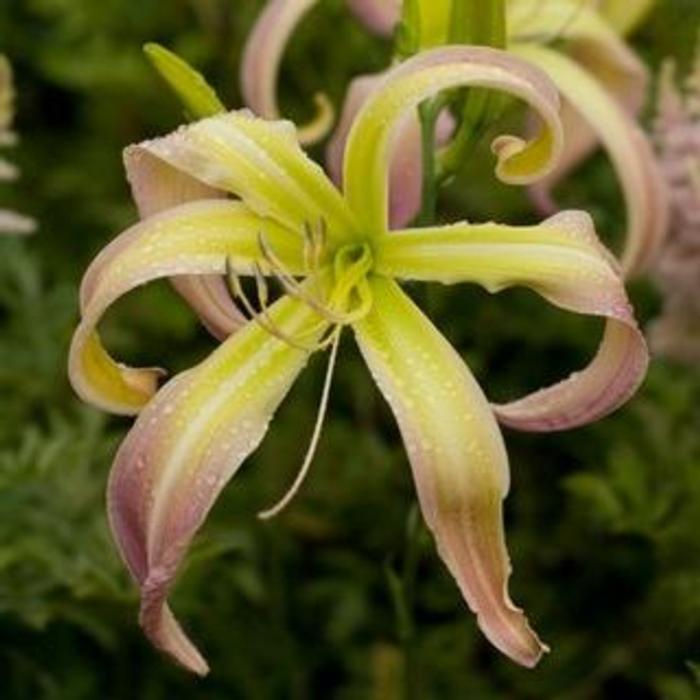 Hemerocallis 'Desert Icicle' plant