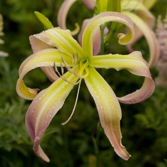 Hemerocallis 'Desert Icicle' plant