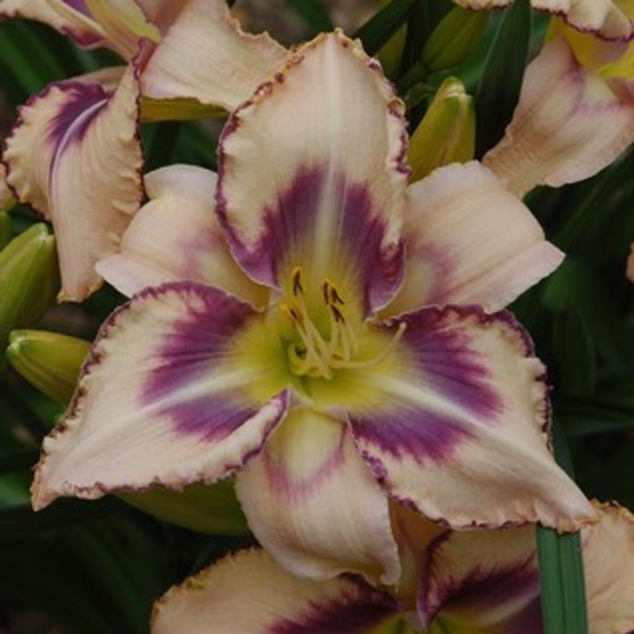 Hemerocallis 'Destined To See' plant