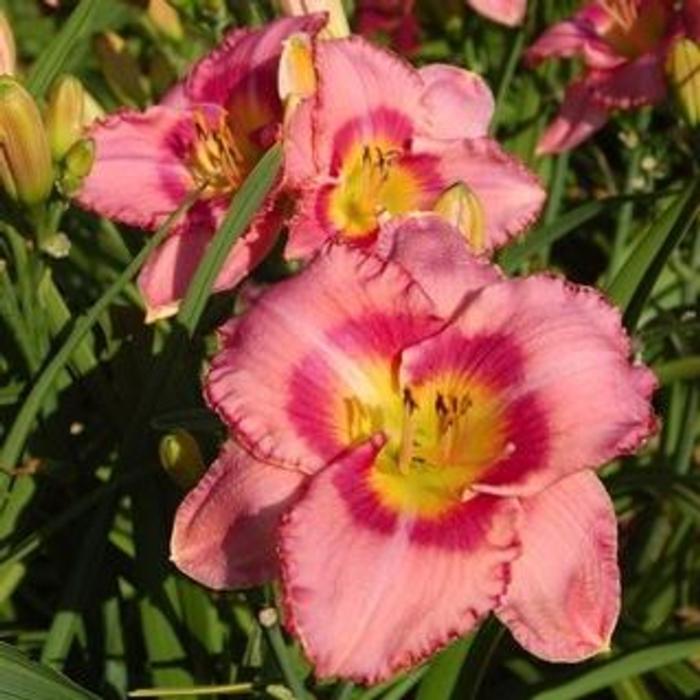 Hemerocallis 'Dress Pink' plant