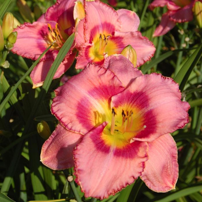 Hemerocallis 'Dress Pink' plant