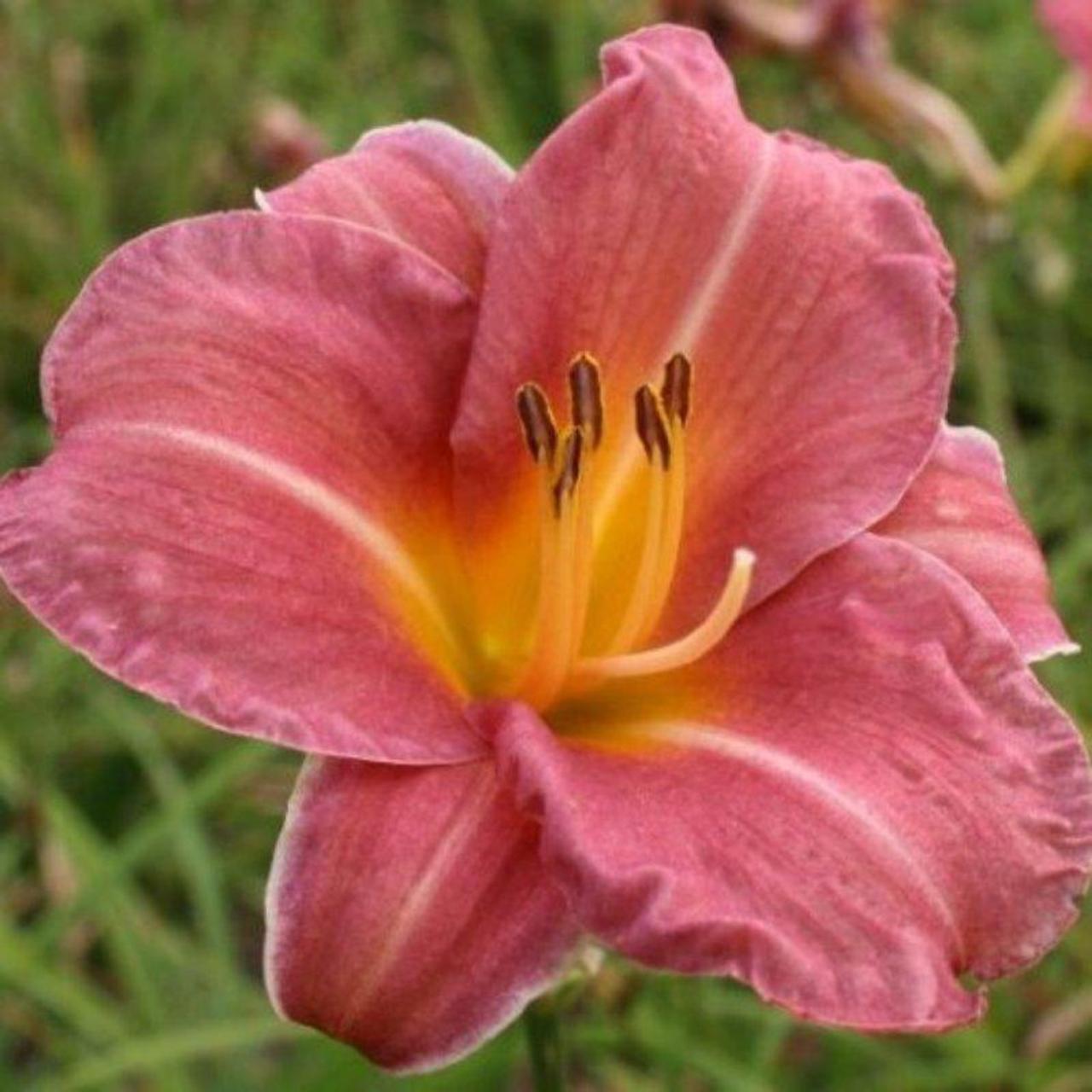 Hemerocallis 'Endlesslily Coral' plant