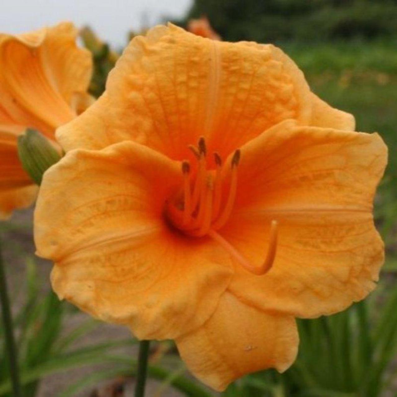 Hemerocallis 'Endlesslily Orange' plant