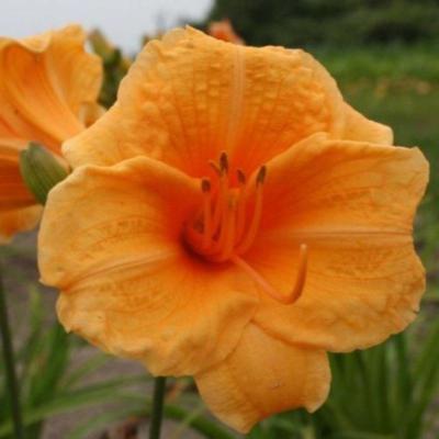 hemerocallis-endlesslily-orange