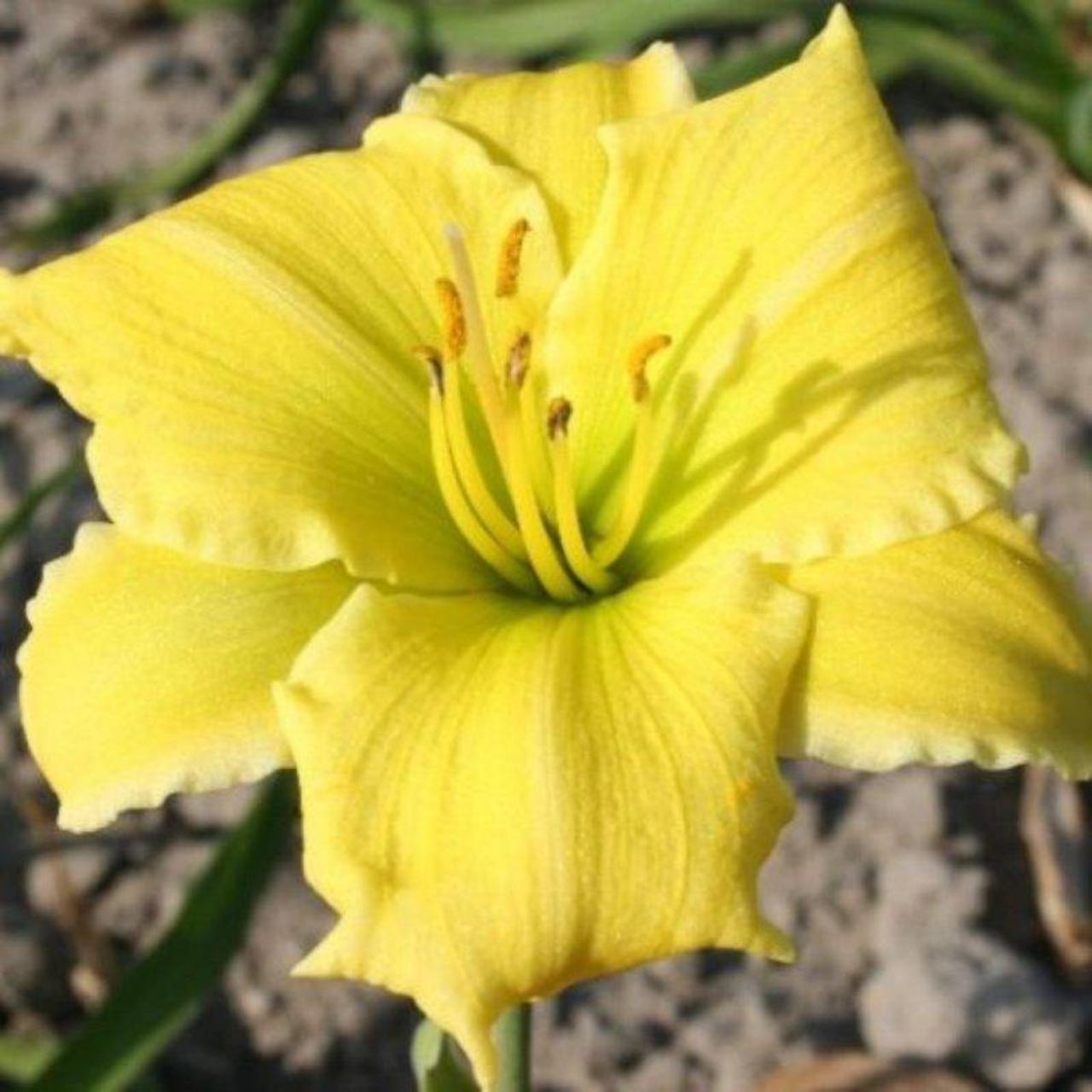 Hemerocallis 'Endlesslily Yellow' plant