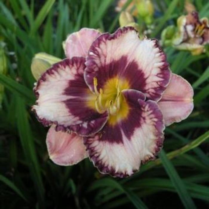 Hemerocallis 'Exotic Treasure' plant