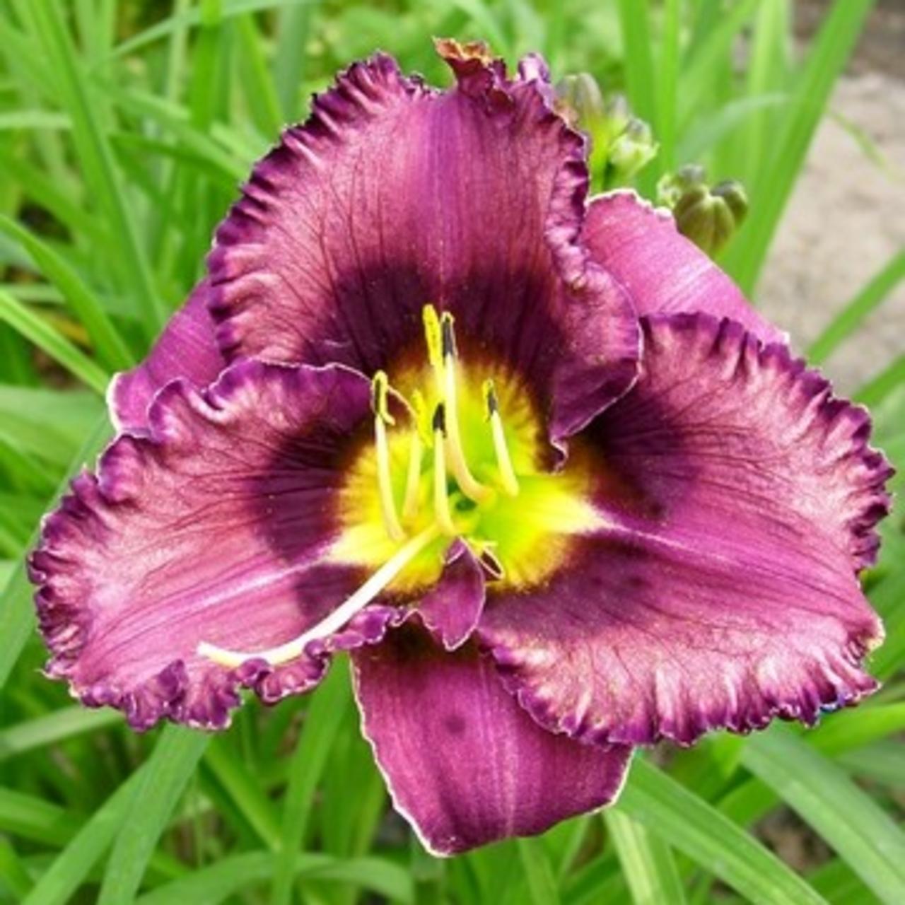 Hemerocallis 'Forgotten Dreams' plant