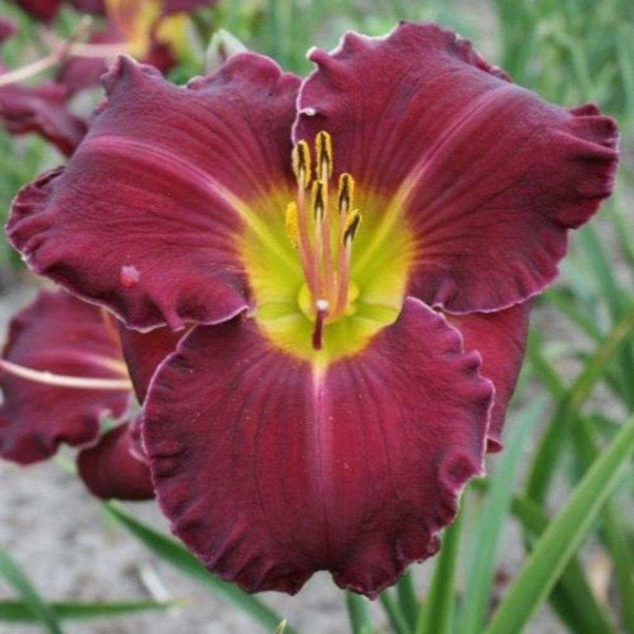 Hemerocallis 'Fripp Island' plant