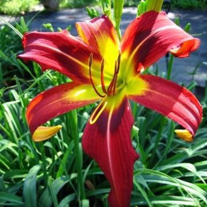 Hemerocallis 'Heavenly Mister Twister' plant