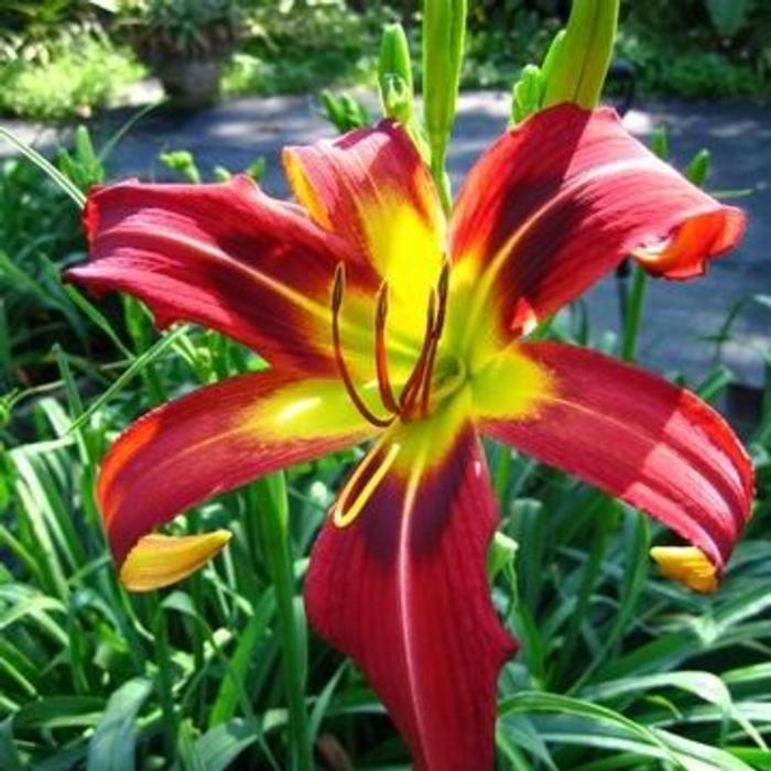 Hemerocallis 'Heavenly Mister Twister' plant