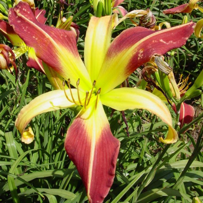 Hemerocallis 'Heavenly Mister Twister' plant