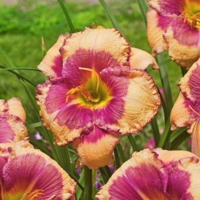 Hemerocallis 'Hello Screamer' plant