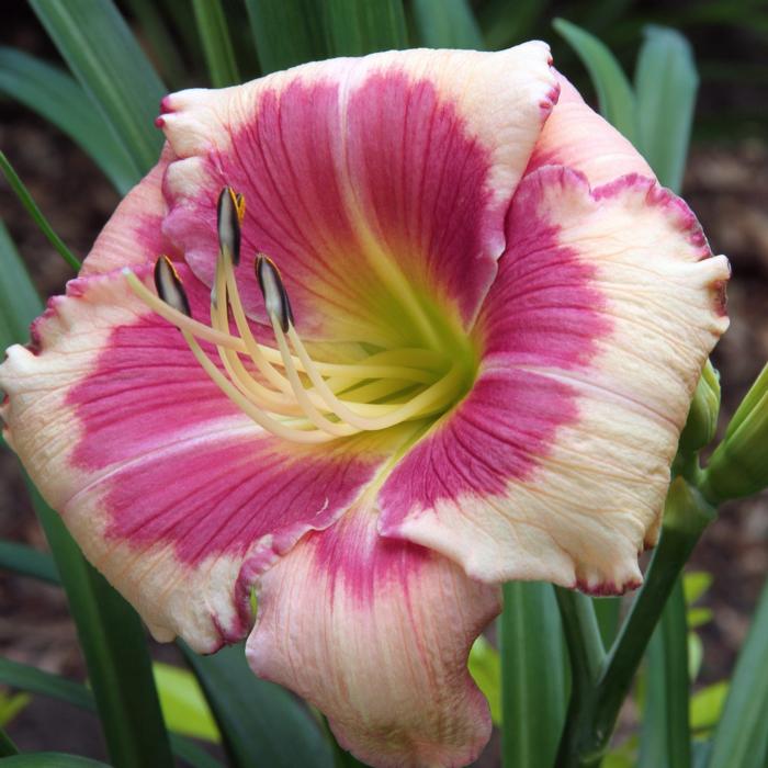 Hemerocallis 'Hello Screamer' plant