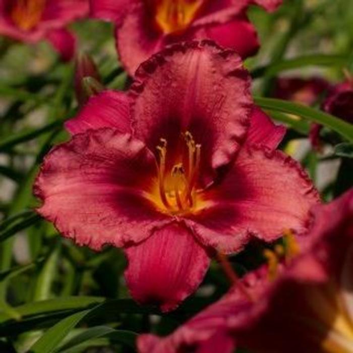 Hemerocallis 'Jazz Dance' plant