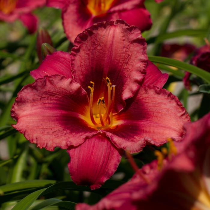 Hemerocallis 'Jazz Dance' plant