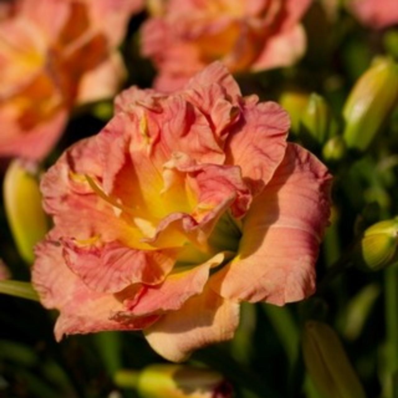 Hemerocallis 'Lacy Doily' plant