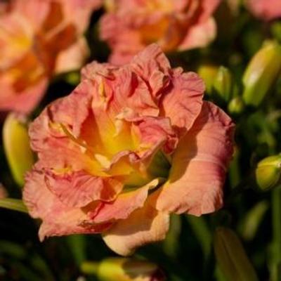 hemerocallis-lacy-doily