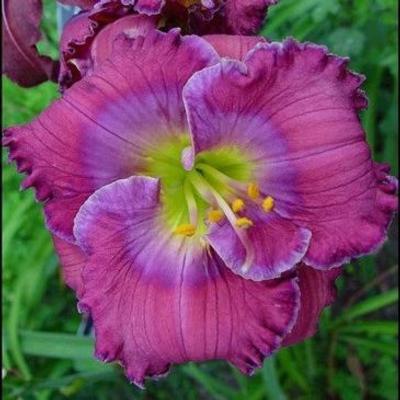 hemerocallis-lavender-blue-baby