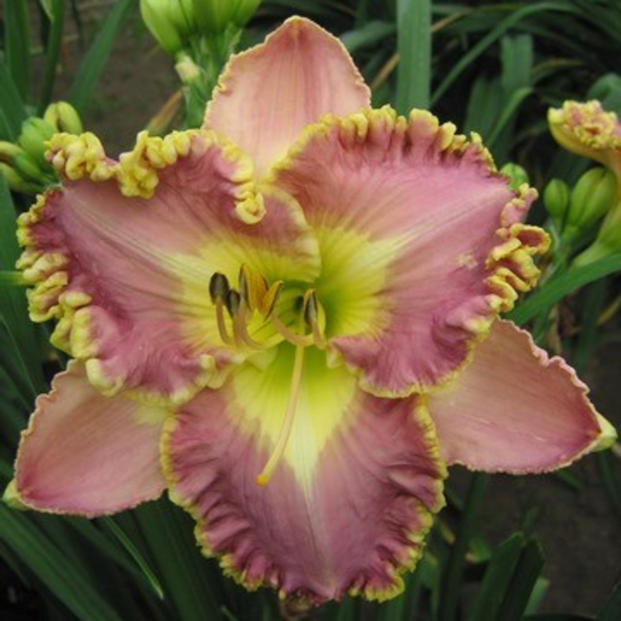 Hemerocallis 'Lavender Tutu' plant