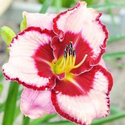 hemerocallis-lies-and-lipstick