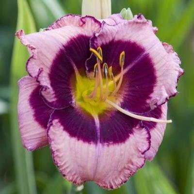 hemerocallis-macbeth