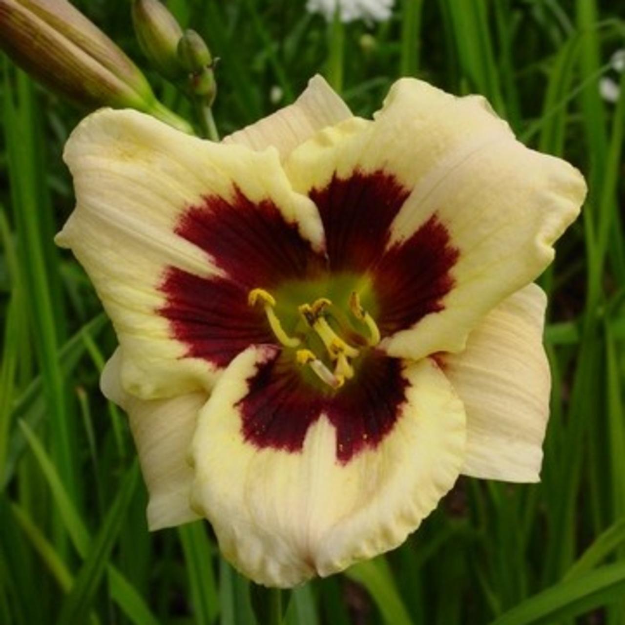 Hemerocallis 'Moonlit Masquerade' plant