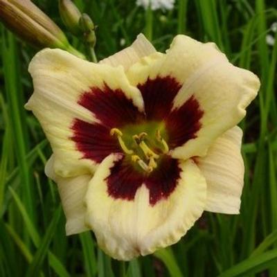 hemerocallis-moonlit-masquerade