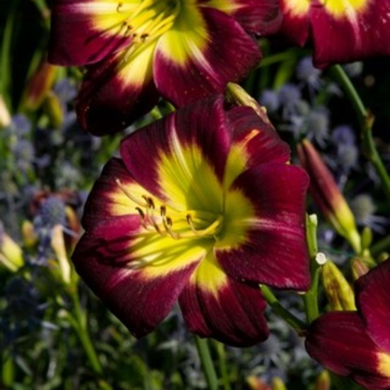 Hemerocallis 'Night Beacon' plant