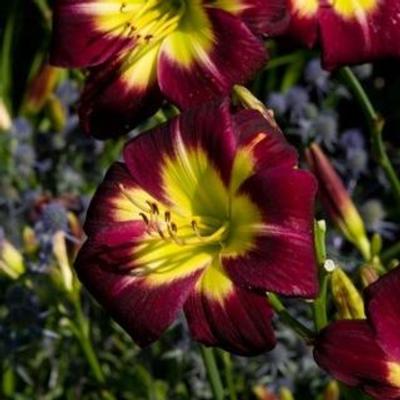 hemerocallis-night-beacon