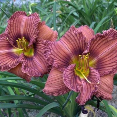 hemerocallis-nowhere-to-hide