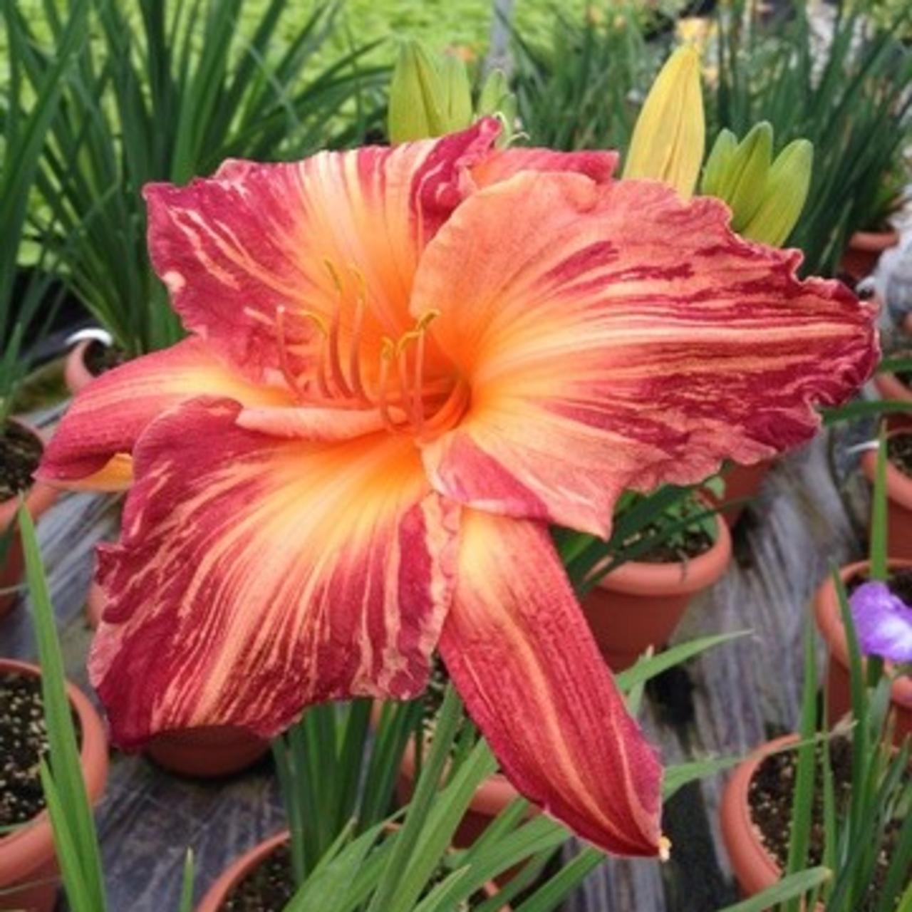 Hemerocallis 'Pink Stripes' plant