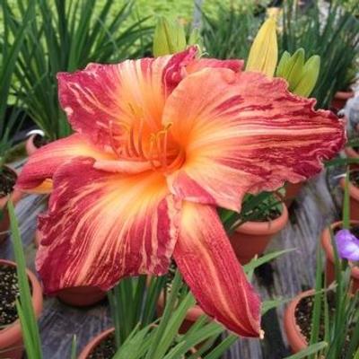 hemerocallis-pink-stripes