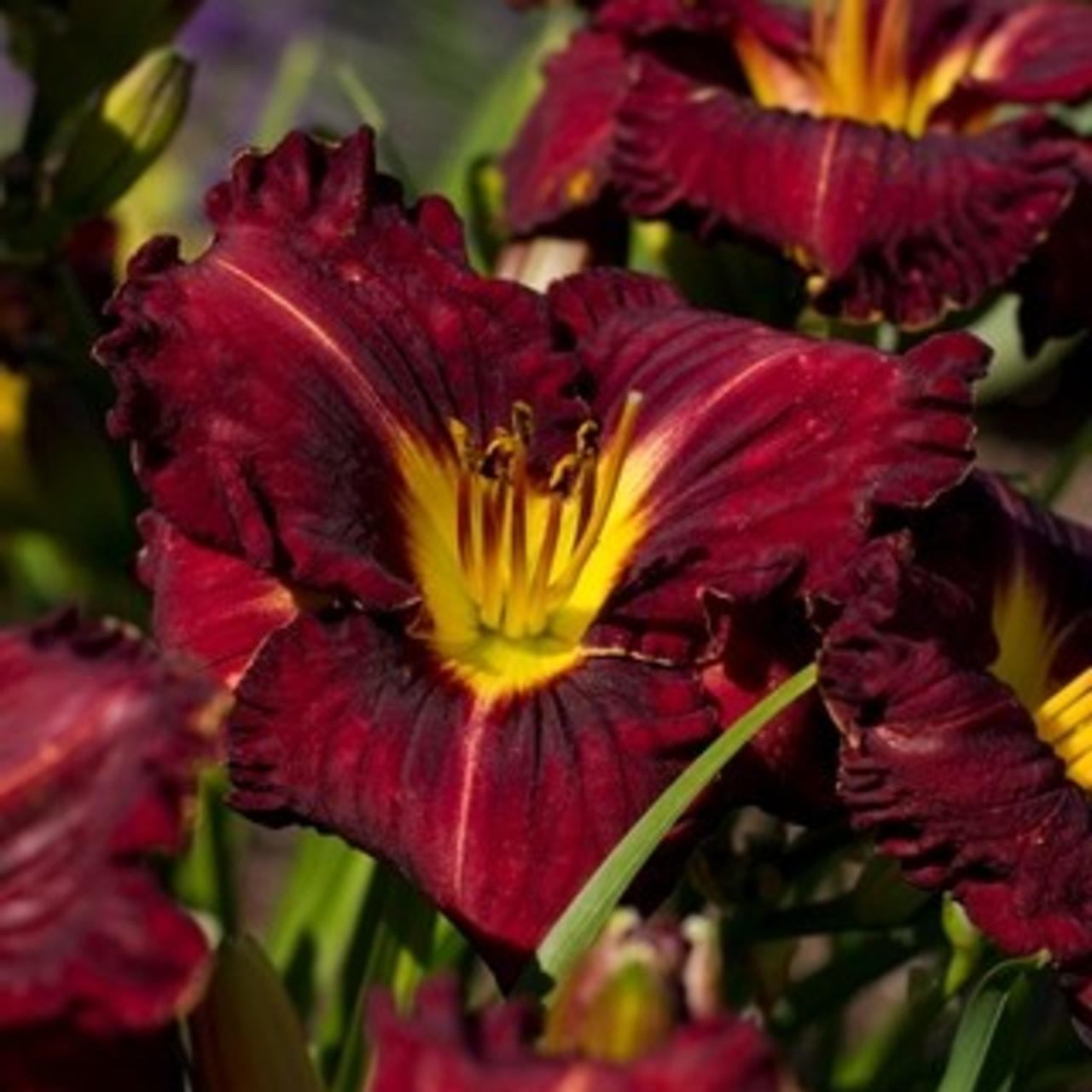 Hemerocallis 'Purplelicious' plant