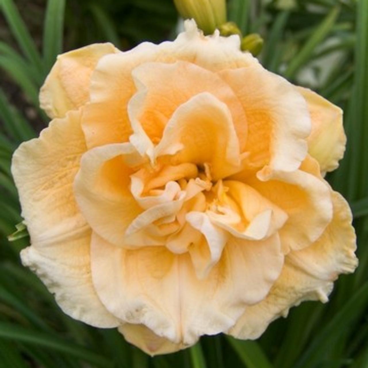 Hemerocallis 'Siloam Double Success' plant