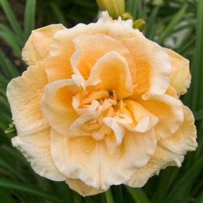 hemerocallis-siloam-double-success