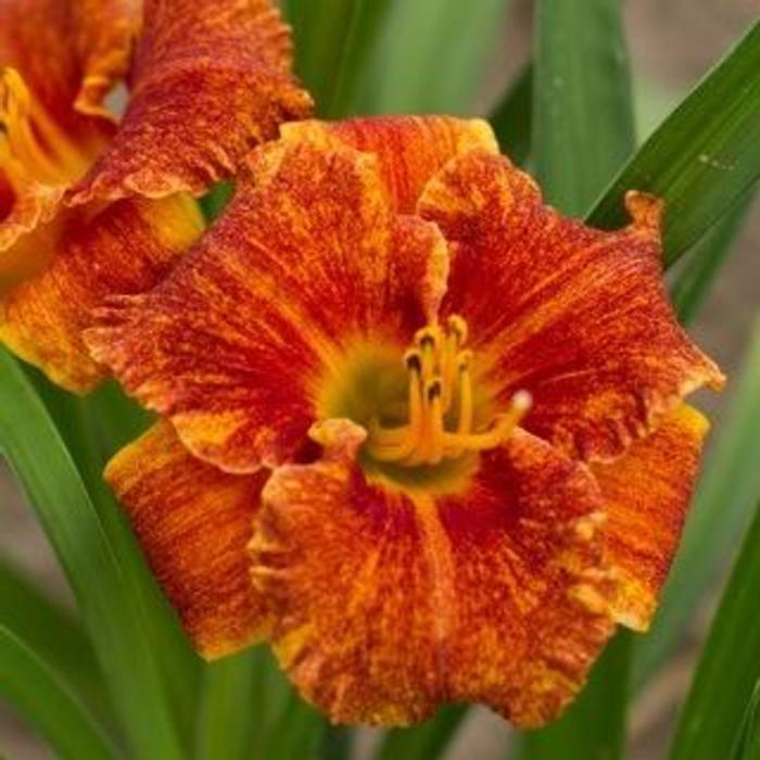 Hemerocallis 'Spacecoast Freaki Tiki' plant