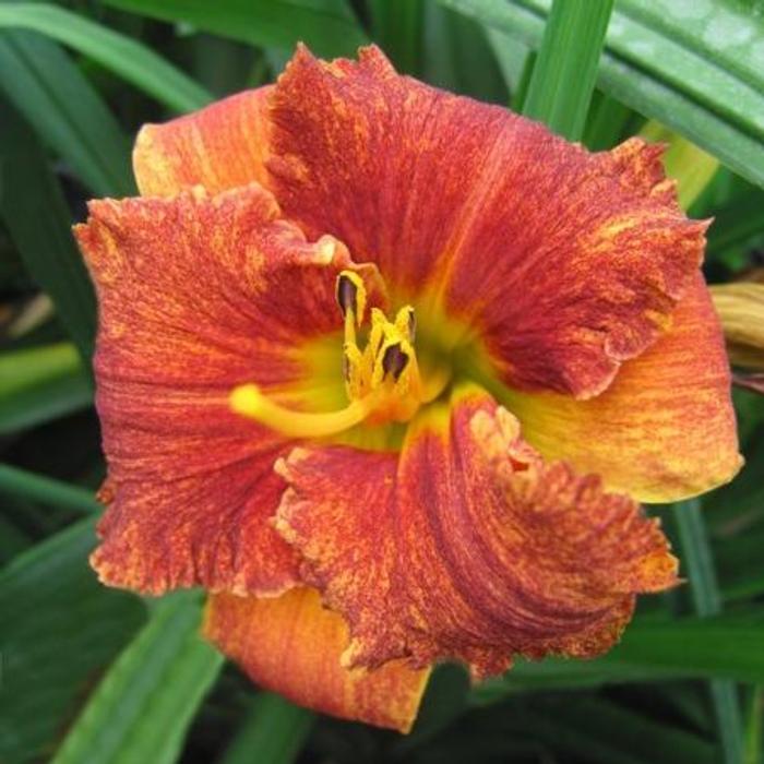 Hemerocallis 'Spacecoast Freaki Tiki' plant