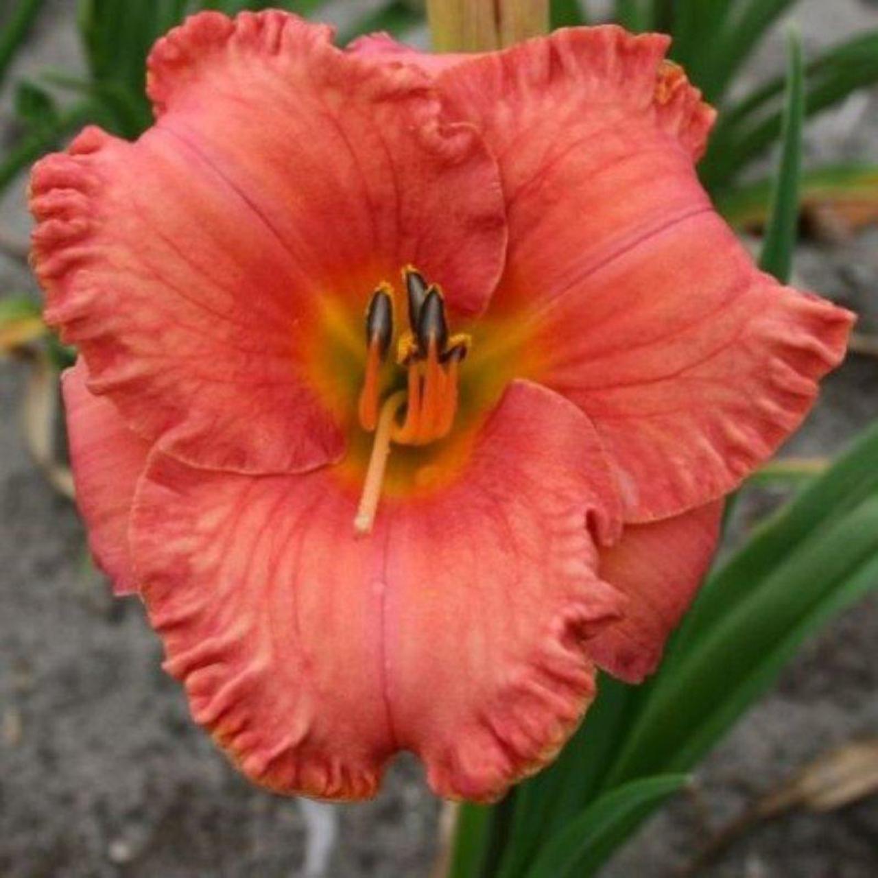 Hemerocallis 'St. Simons Island' plant