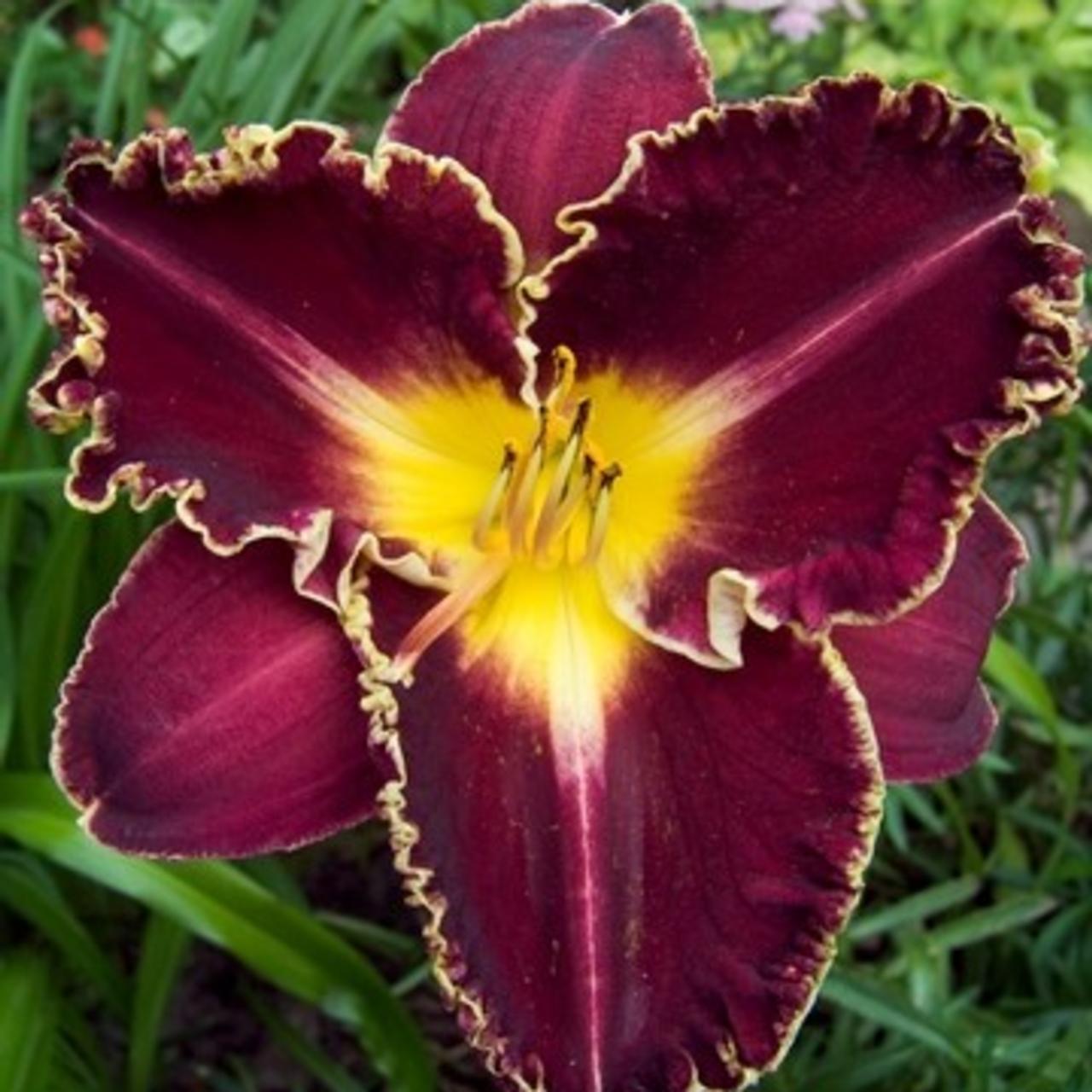 Hemerocallis 'Storm of the Century' plant