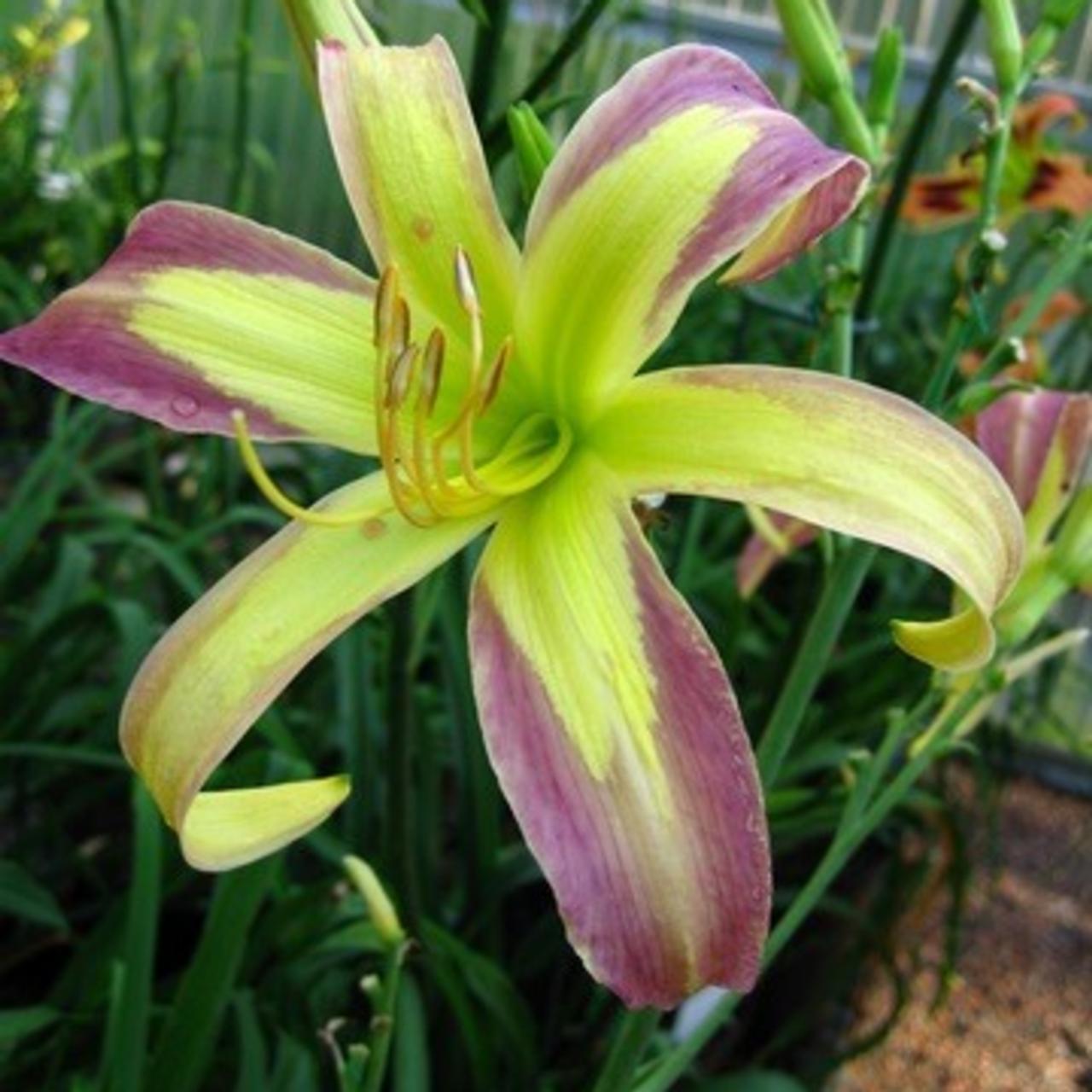 Hemerocallis 'String Bikini' plant