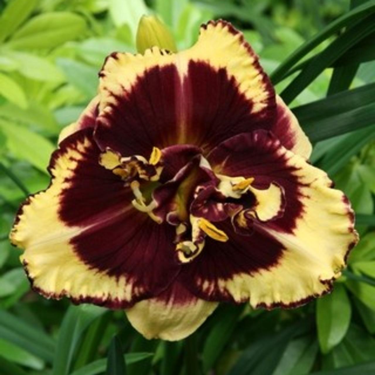 Hemerocallis 'Tiger Blood' plant