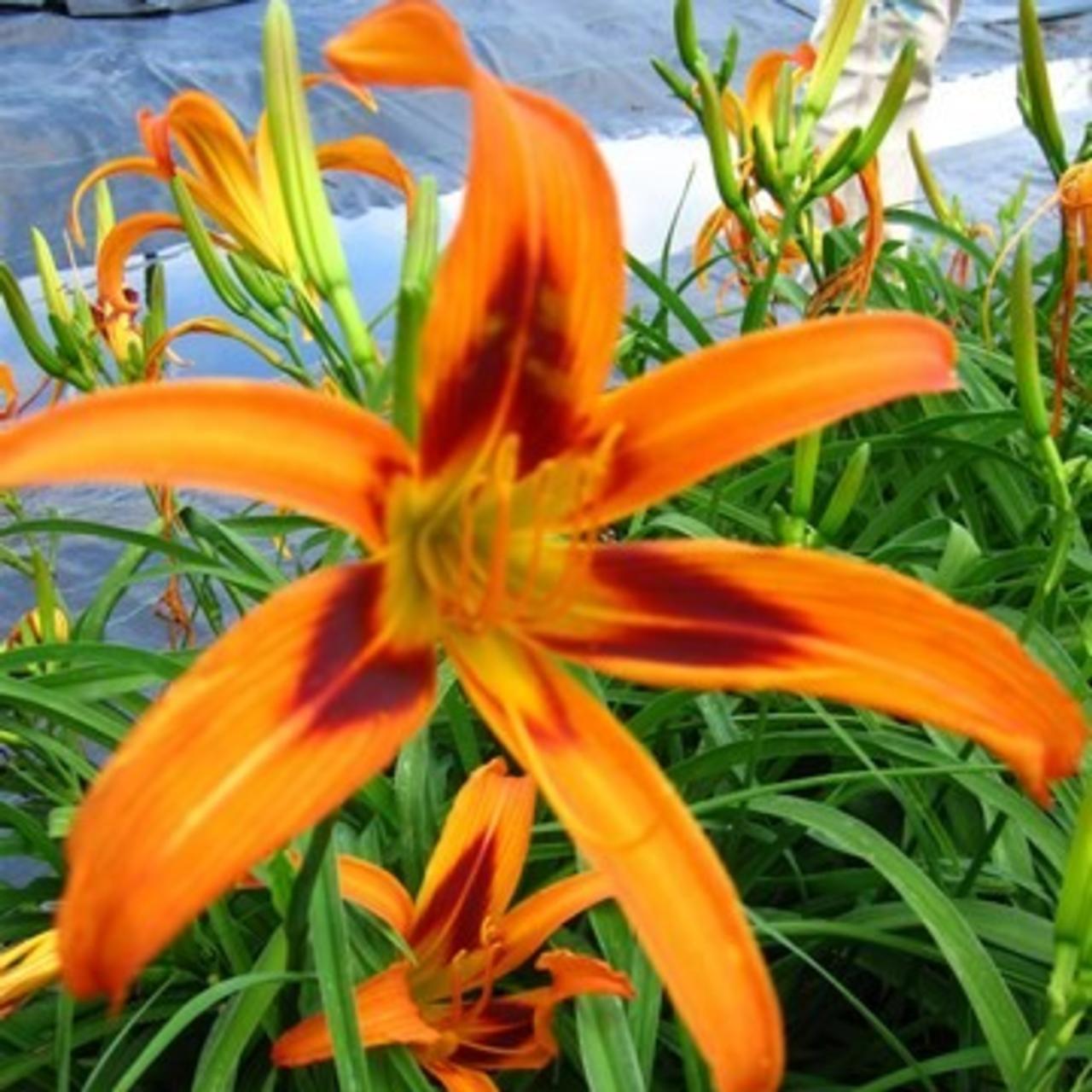 Hemerocallis 'Tigereye Spider' plant