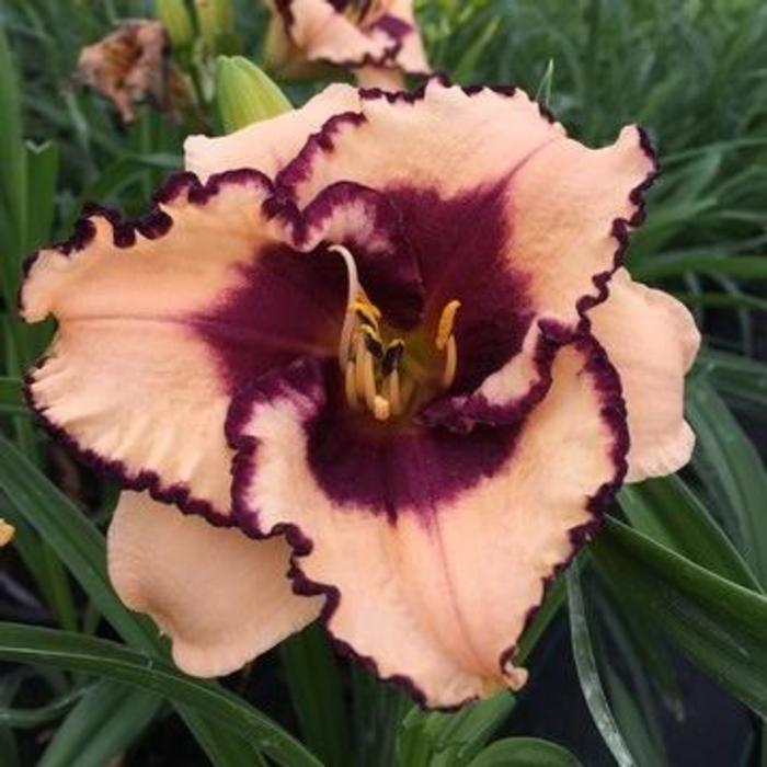 Hemerocallis 'Tropical Surprise' plant