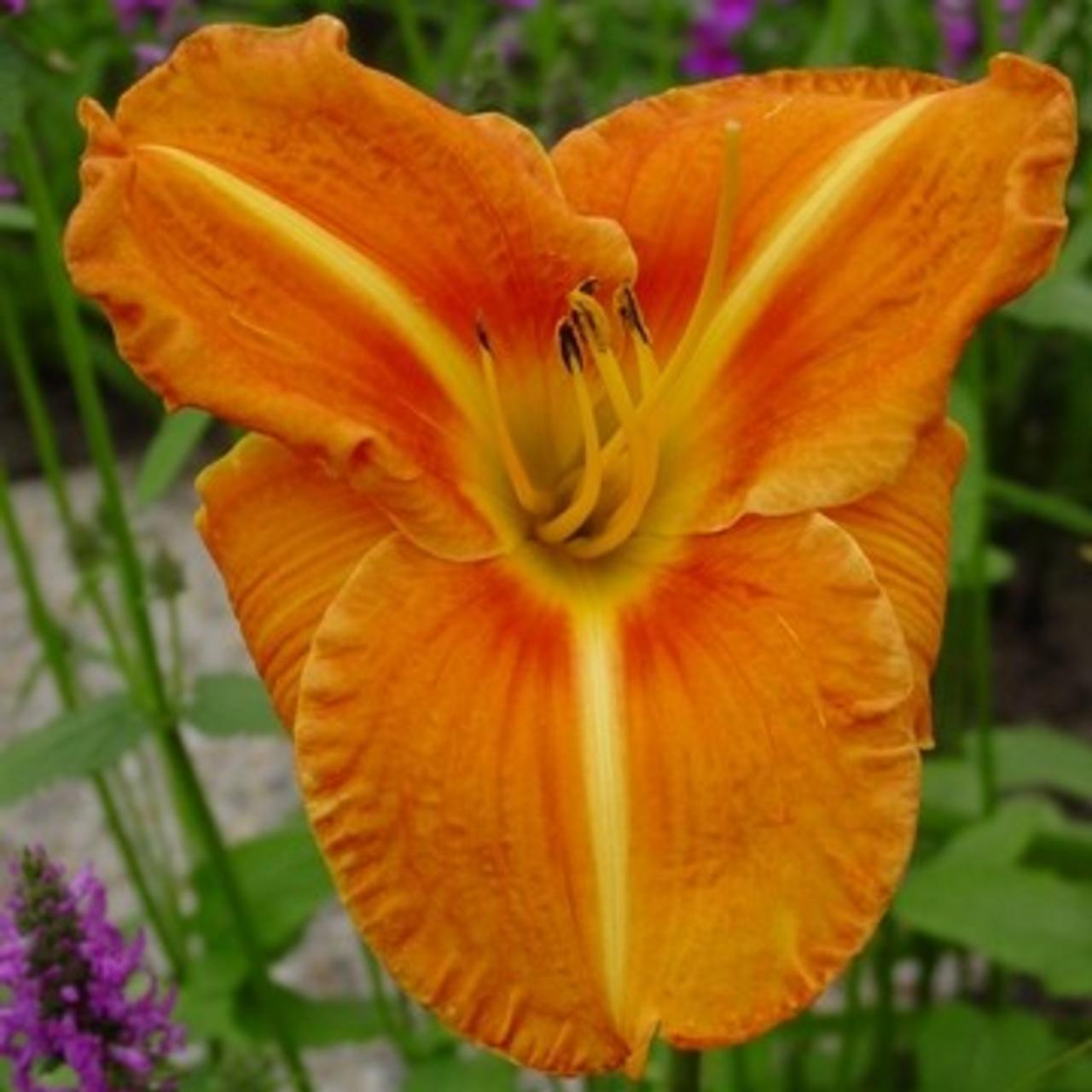 Hemerocallis 'Tuscawilla Tigress' plant